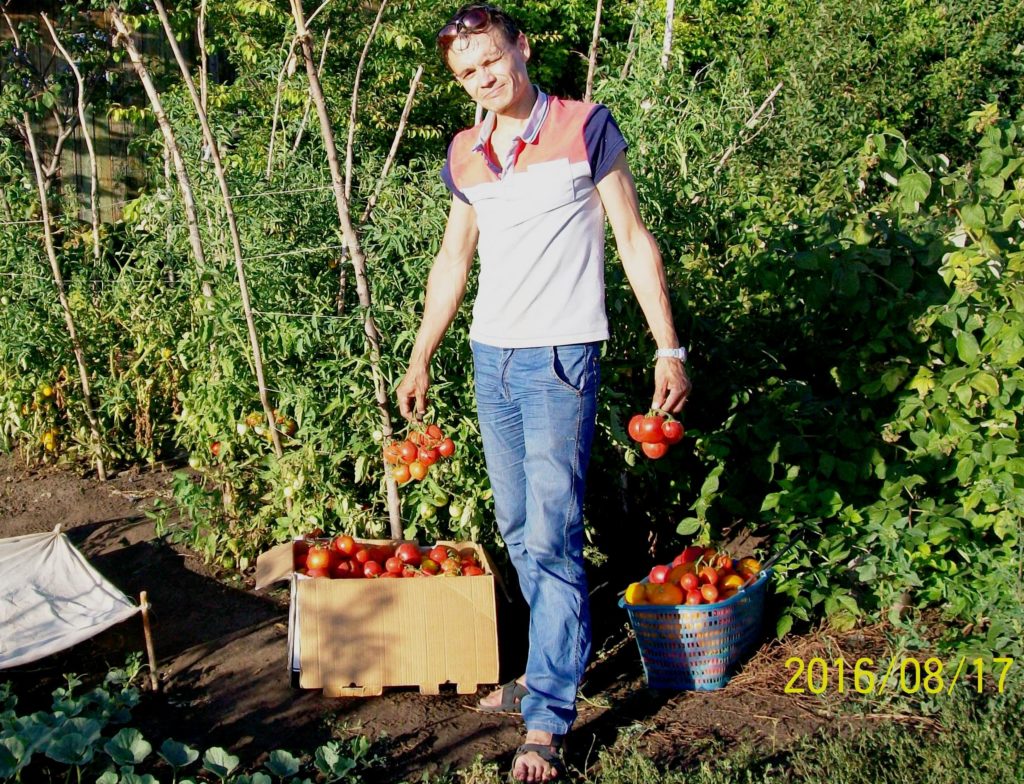 Середина августа 2016. Второй сбор урожая спелых томатов.