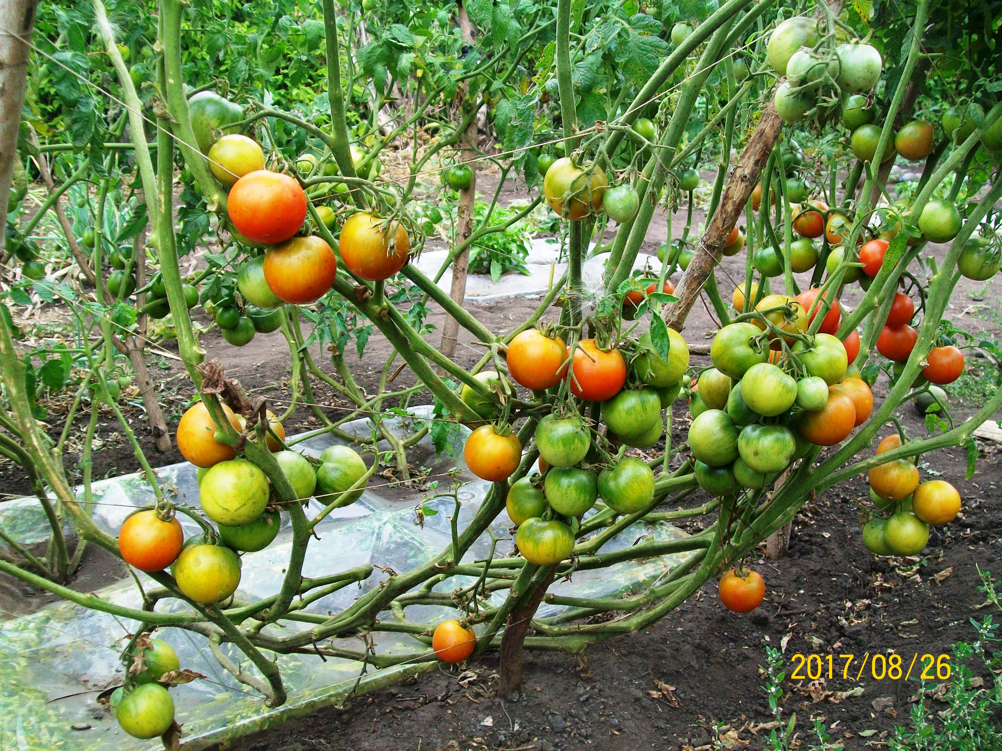 Срзревшие на корню томаты открытого грунта - самые вкусные