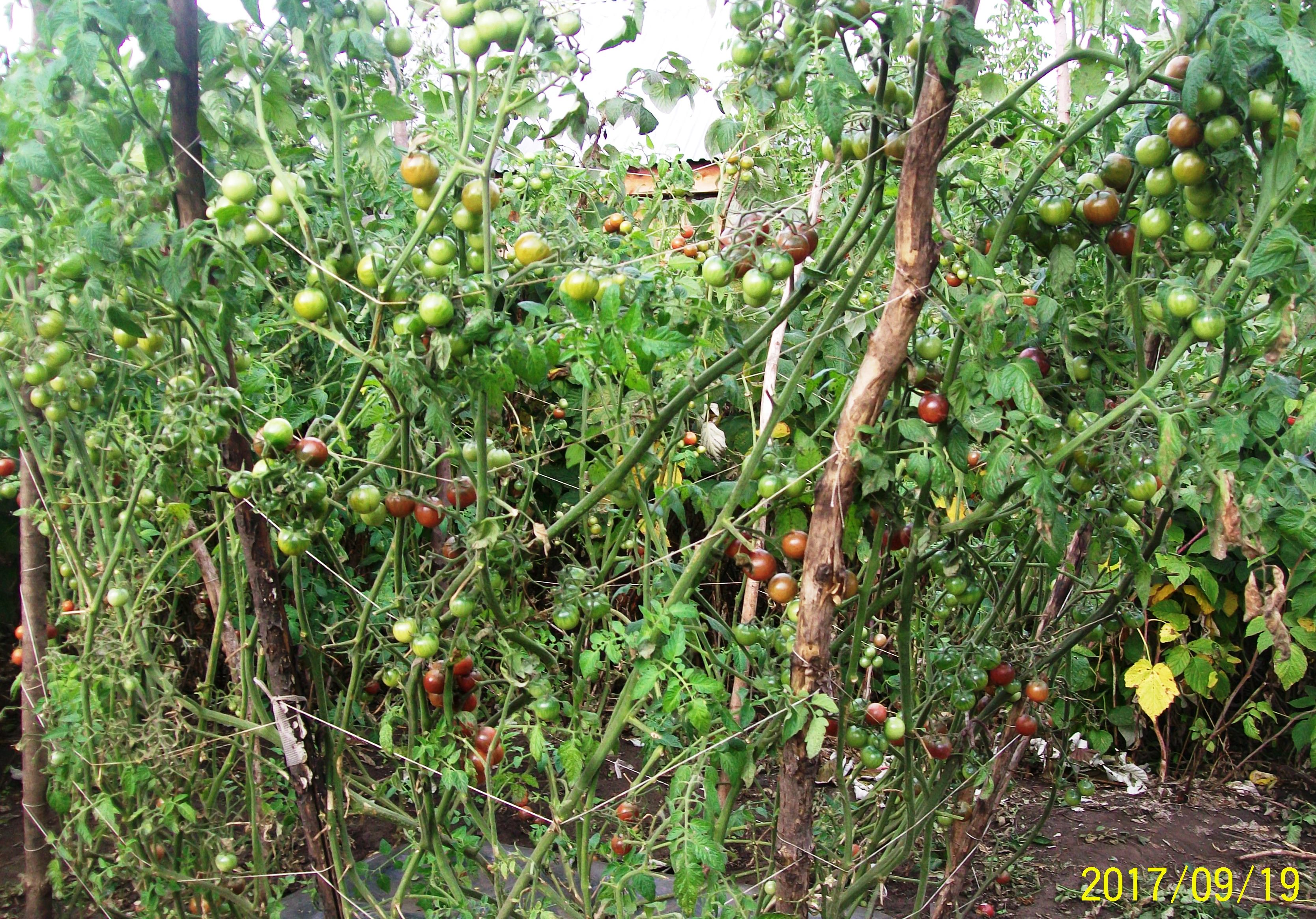 Томаты типа Черри обильно продолжают плодоносить и в сентябре, на каждом кусту -много сотен плодов